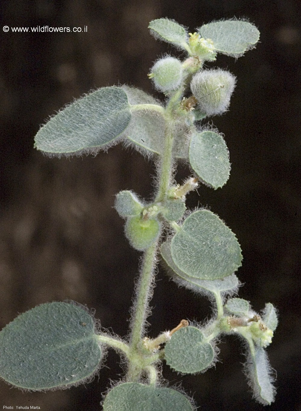 Euphorbia petiolata